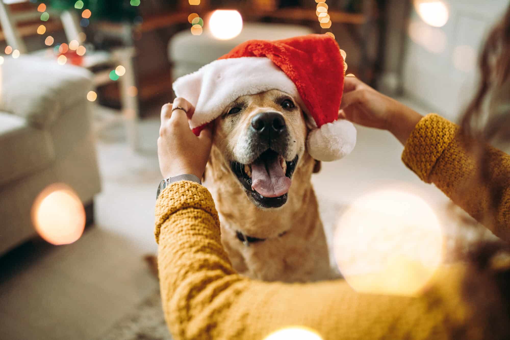 Ho, Ho, Oh! No! Holiday Pet Safety