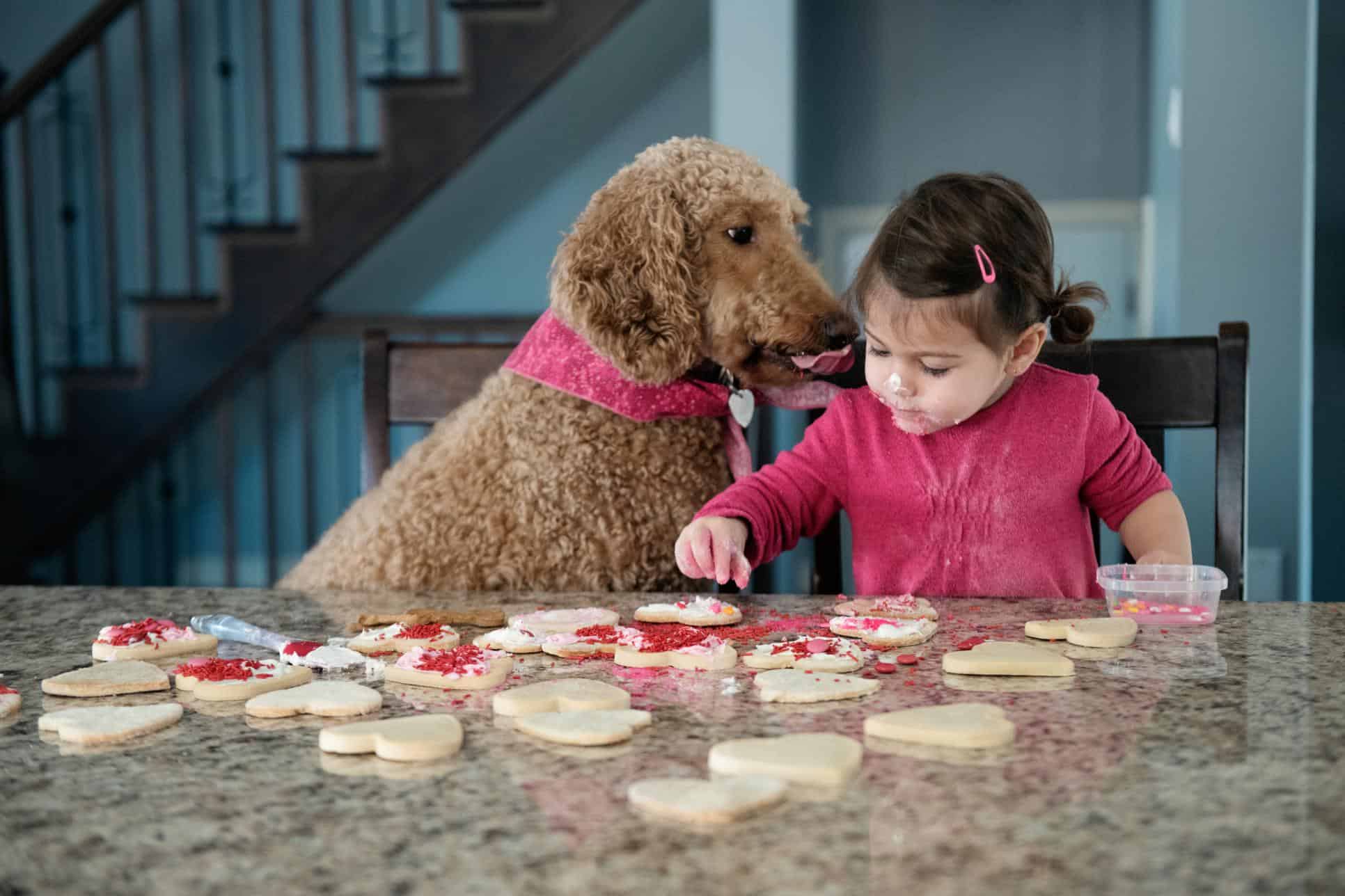 Valentine’s Day Pet Safety: Toxic Foods, Flowers, and Choking Hazards