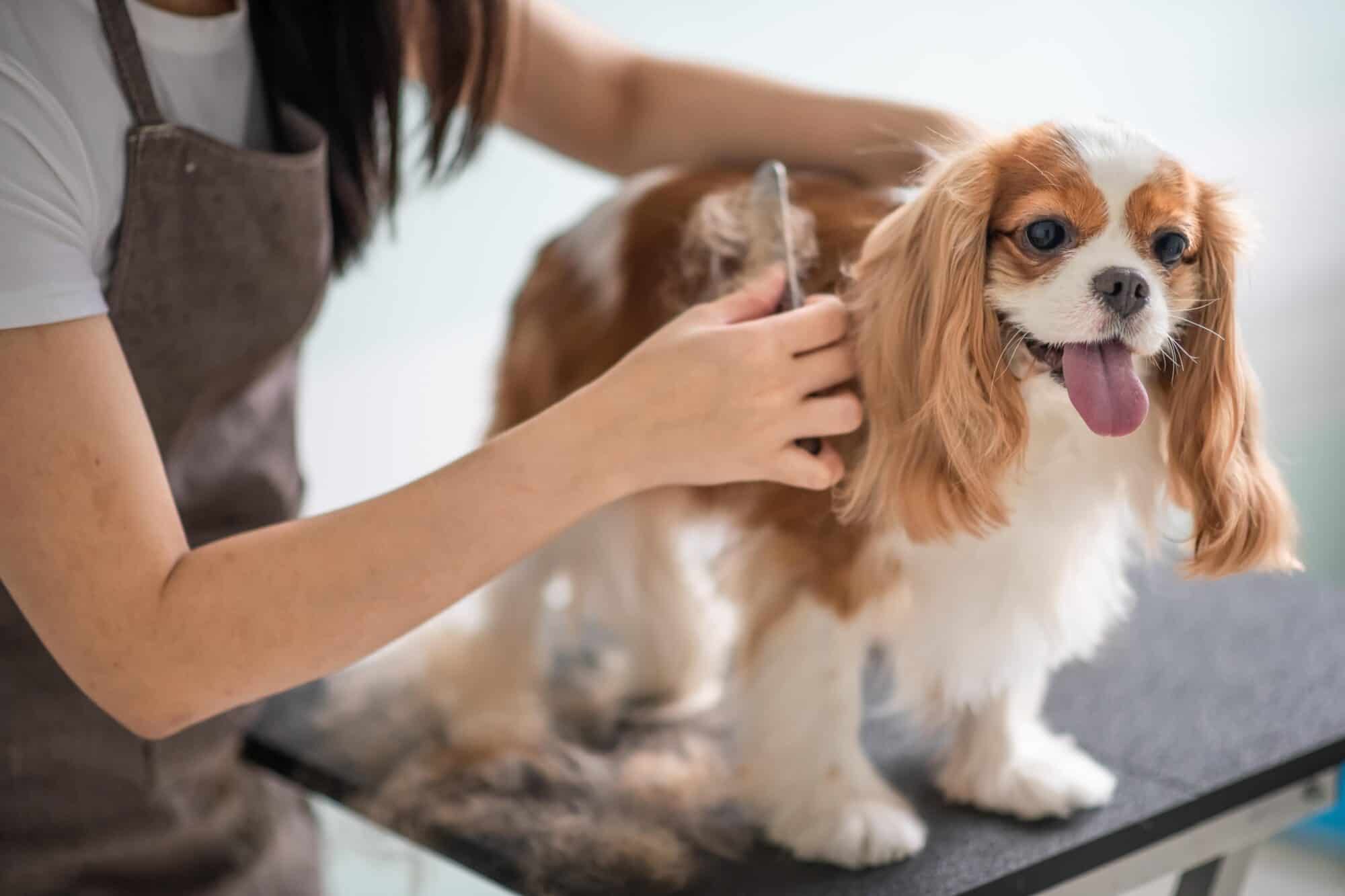 Dog and Cat Grooming Recommendations at Home: A Simple Guide for Pet Owners