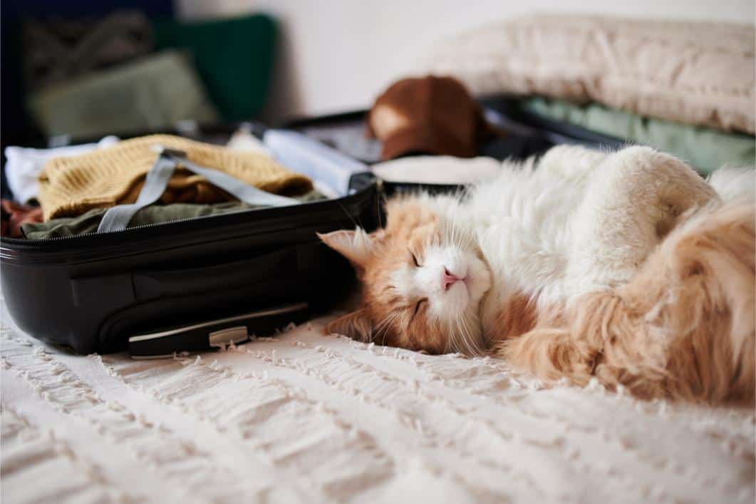 Traveling with Pets: A Guide to Stress-Free Vacations with Your Furry Family Members