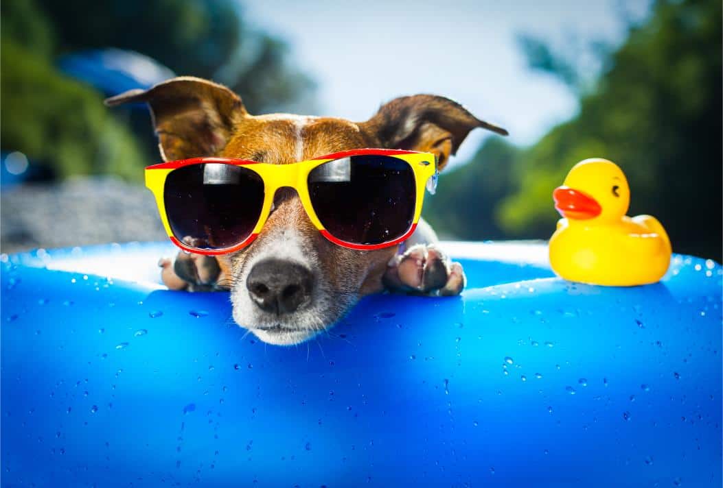 Ultimate Guide to Summer Pet Care: Tips from Our Animal Hospital Experts