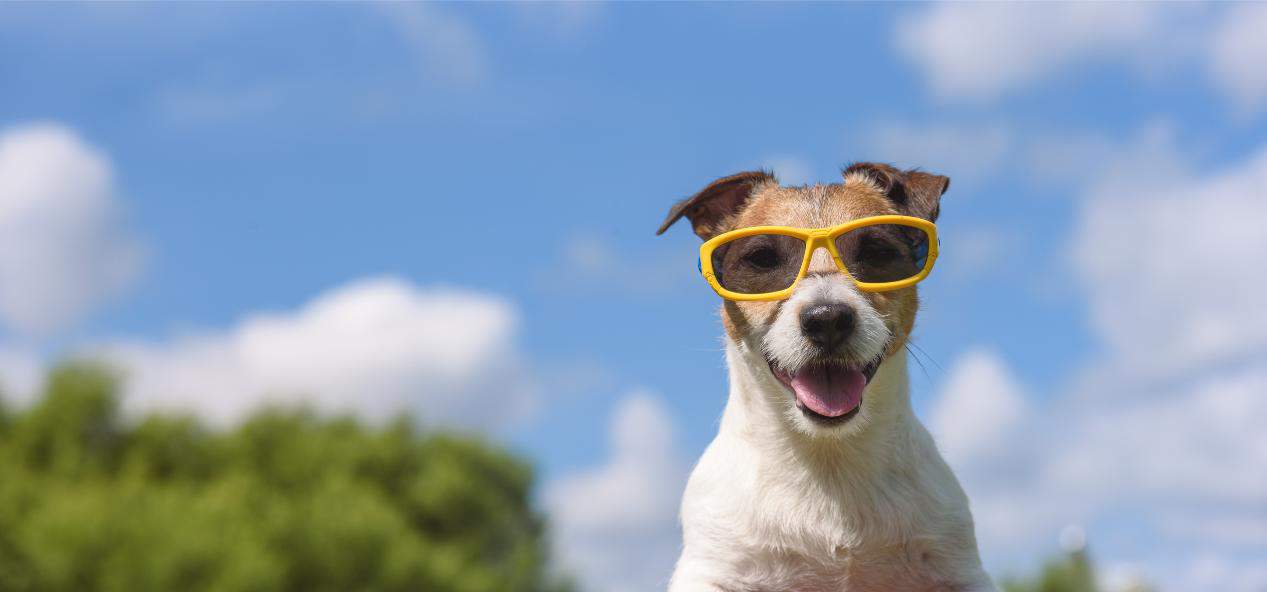 Keeping Your Pets Cool and Safe During the Dog Days of Summer