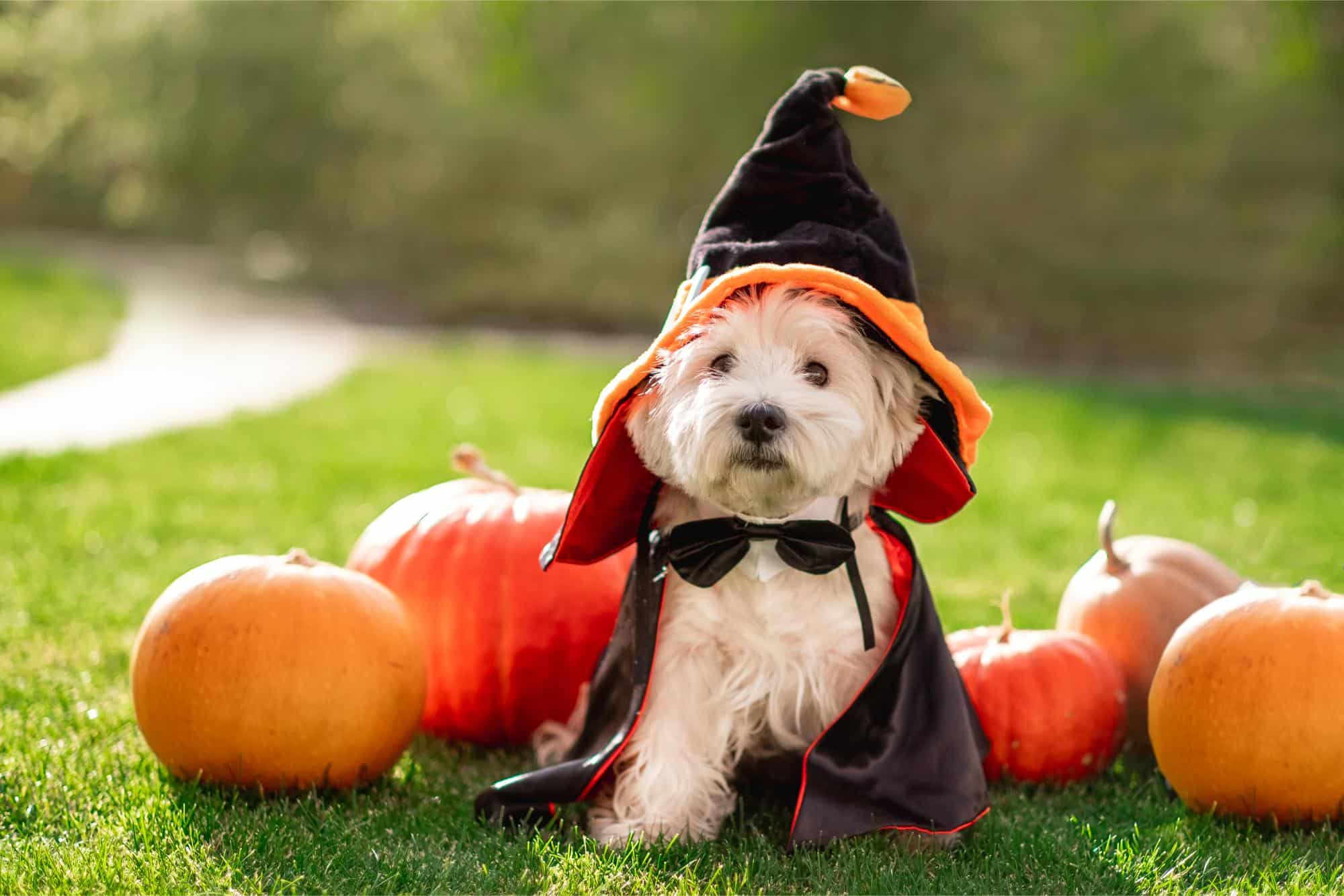 Preparing Your Pet for Halloween: Tips and Tricks