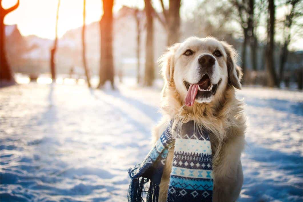 Winter Pet Care Tips: Keeping Your Pets Safe and Warm