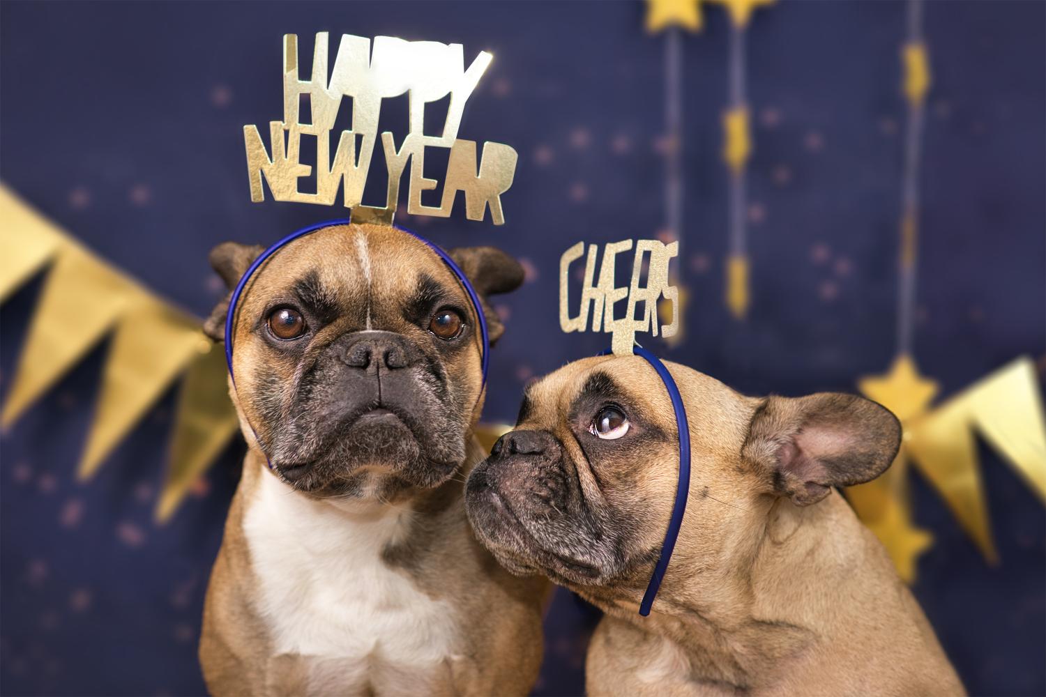 Preparing Your Pet for a New Year’s Celebration: Safety Tips and Stress Management