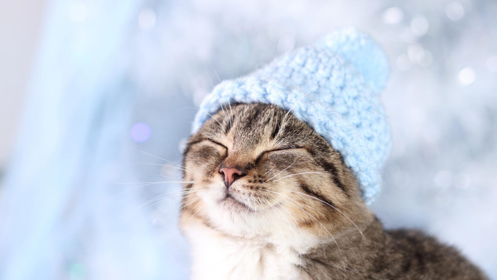 Understanding and Preventing Hypothermia in Pets During Winter