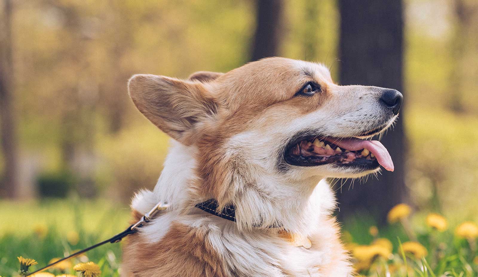 A corgie in the grass