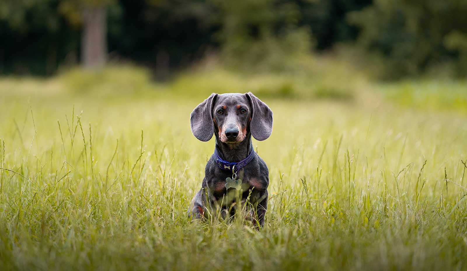 A dog in a field